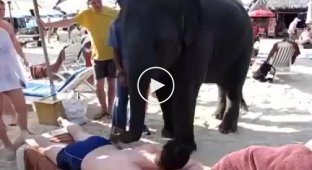 Слоник делает массаж туристам