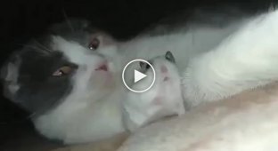 Не пугай меня!: кот зевнул рядом с хомяком, напугав до чертиков