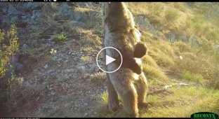Медвежьи «танцы» в Саяно-Шушенском заповеднике