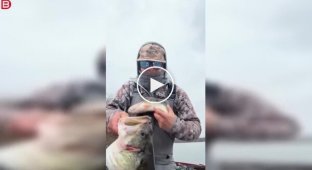 Один окунь съел другого, но рыбак поймал обоих