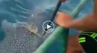 Китовая акула попросила рыбаков перерезать веревку