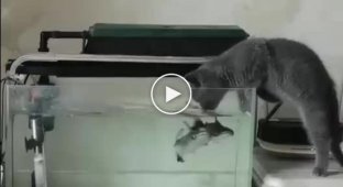 Some strange fish in this aquarium