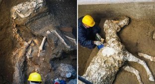 В Помпеях нашли окаменевшую лошадь возрастом 2000 лет (4 фото)