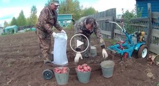 How to pick potatoes without back pain or a bag of potatoes in 5 minutes