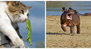20 Photo Evidence That Animals Get In Trouble Too (21 Photos)