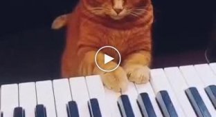 Кот который любит играть на пианино