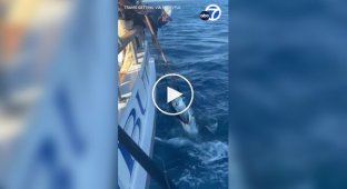 A shark and fishermen fight for a big fish