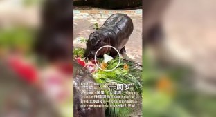 Thai zoo star hippopotamus Mu Daeng celebrates her first birthday
