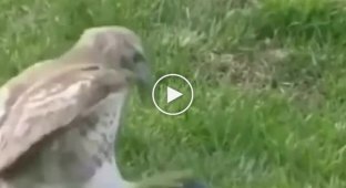 The reaction of a hawk to an artificial duck