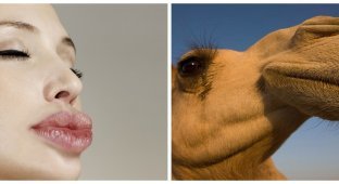 Более 40 верблюдов сняли с конкурса красоты из-за злоупотребления ботоксом (2 фото)