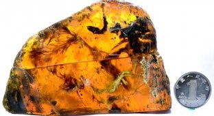 Ученые нашли янтарь с останками птенца возрастом 100 млн лет (4 фото)