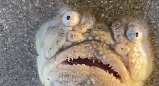 Загадкову істоту знайшли викинутою на берег моря (2 фото + 1 відео)