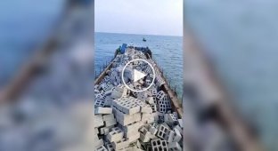 An underwater oasis: how the creation of artificial reefs saves the ocean