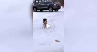The dog lost all the trash on the way to his owner