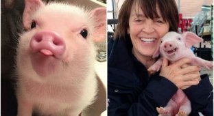 20+ чудесных фото со свинками, которые вызывают умиление (30 фото)