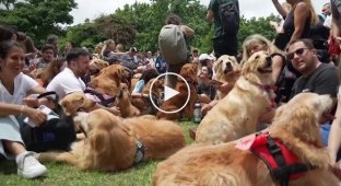 У Буенос-Айресі встановили світовий рекорд за кількістю золотистих ретріверів