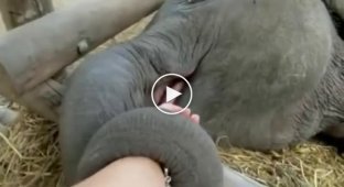 Newborn baby elephant calmed down only in one case