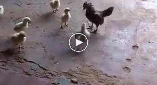 Задиристый цыпленок обратил курицу в бегство