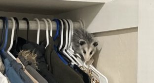 “I felt a strange smell”: a woman found out that a wild animal lived in her house (4 photos)