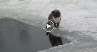 This cat calmly walks near the ice hole. When suddenly he became wary and...