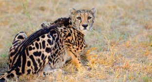 Королевский гепард: дикая кошка неземной красоты (8 фото)