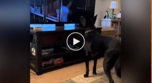The dog stood up for the main characters of the film “Jurassic Park”