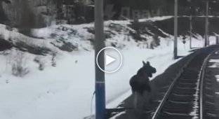 Overly curious moose in Yakutia is interested in trains