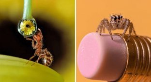 15 Impressive Macro Photos That Show the Secret Life of Our Little Brothers (16 Photos)