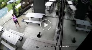 Морський котик пробрався в бар в Новій Зеландії