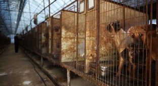 До трёх лет тюрьмы: в Южной Корее запретили собачье мясо (3 фото)