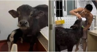 Мужчина поселил в квартире буйвола (2 фото + 1 видео)