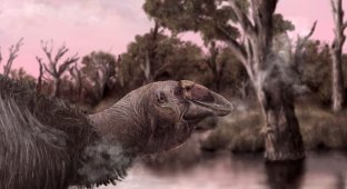 230-kilogram "giant geese" lived in Australia 50,000 years ago (5 photos)