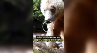 Самый невезучий медведь