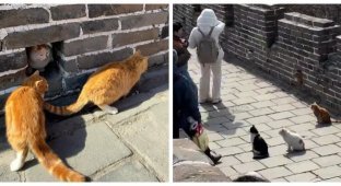 Fluffy inhabitants of the Great Wall of China (3 photos + 1 video)