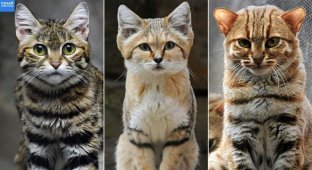Small-caliber predators: 10 smallest wild cats in the world (11 photos + 4 videos)