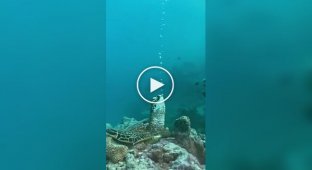 Черепаха спит под водой