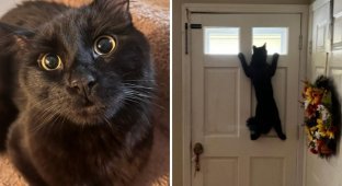 What pets look like before and after turning on the “curious Barbara” mode (14 photos)