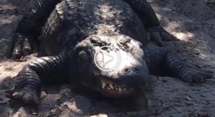 Did You Know Alligators Can Sneeze?
