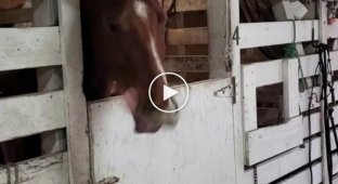 Как развлекаются некоторые лошади