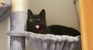 Забавные коты, у которых сбились заводские настройки (19 фото)