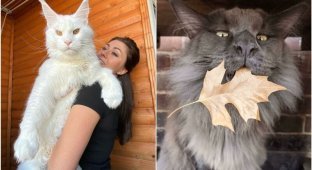 20+ photos of majestic Maine Coons, after which you will fall in love with this breed (30 photos)