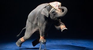 Франция запрещает выступления животных в цирках (5 фото)