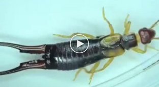 Разрушитель мифов: правда ли уховертка может прогрызть ухо и залезть в мозг