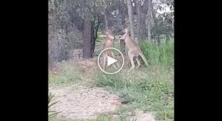 Австралиец разнял двух дерущихся на его участке кенгуру