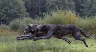 Irish Wolfhound: a faithful friend in the body of a terrible beast (7 photos)