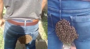 Пчёлы, следуя за маткой, обосновались на задней части индийца (5 фото + 1 видео)