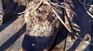 В Техасе нашли четырехметрового аллигатора