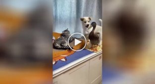 Пес пошкодував, що втрутився в чужий конфлікт