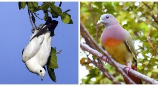 15 incredible pigeons you've never seen (16 photos)