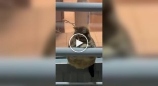 Жирненький і сумний кіт